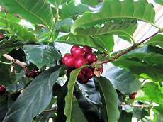 Arabica Coffee