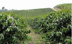 Arabica Coffee
