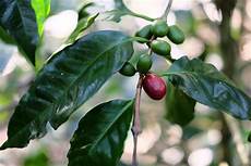 Arabica Coffee