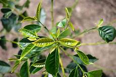 Coffee Arabica