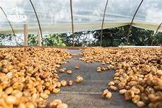 Coffee Processing