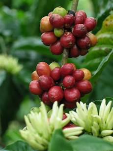 Coffees