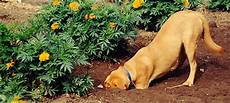 Digging Tools