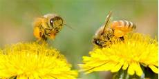 Pollen Tools